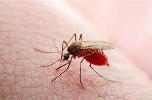 पश्चिम बंगाल में 24 से 31 जुलाई के बीच 500 डेंगू के मामले आए सामने