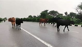 अब आवारा पशुओं को भी म‍िलेगा घर, NHAI आवारा पशुओं के लिए बनाएगी आश्रय स्‍थल