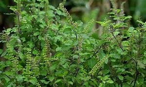 25 दिसम्बर तुलसी पूजन दिवस 