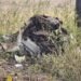 IED blast in Chhattisgarh : बीजापुर में नक्सलियों ने सुरक्षा बल के वाहन को उड़ाया, 9 की मौत