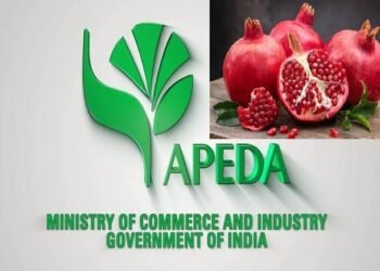 अब ऑस्ट्रेलिया खायेगा भारत का प्रीमियम सांगोला और भगवा अनार, एपीडा ने भेजी पहलीखेप