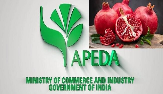 अब ऑस्ट्रेलिया खायेगा भारत का प्रीमियम सांगोला और भगवा अनार, एपीडा ने भेजी पहलीखेप