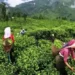भारत के चाय उद्योग अमेरिकी टैर‍िफ से चिंतित कहा- पेय पदार्थ के निर्यात पर असर पड़ने की आशंका
